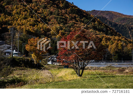 Kiso's large maple 72716181