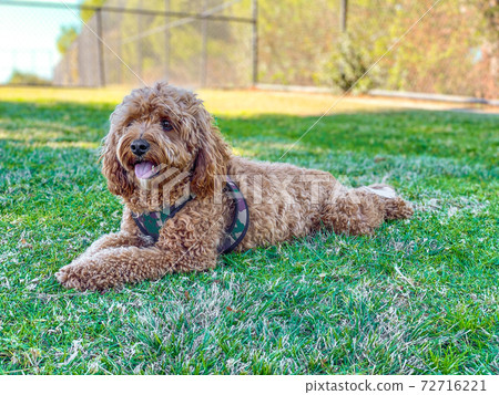 Cavapoo dog in the park Cavapoo dog in the park 72716221