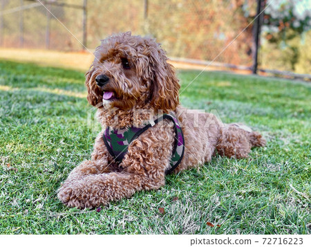 Cavapoo dog in the park 72716223