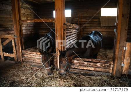 In a wooden stable, horses pull their heads towards fresh hay lying on the floor In a wooden stable, horses pull their heads towards fresh hay lying on the floor 72717379