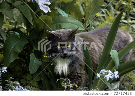 A wild, gray, fluffy cat makes his way through the forest thickets. Bearded cat. Animal in the wild A wild, gray, fluffy cat makes his way through the forest thickets. Bearded cat. Animal in the wild 72717438