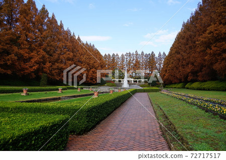 神奈川縣相模原公園12月相模原70排紅葉 神奈川縣相模原公園12月相模原70排紅葉 72717517
