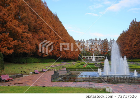 12月相模原67神奈川縣相模原公園水杉樹的秋天的葉子 12月相模原67神奈川縣相模原公園水杉樹的秋天的葉子 72717520