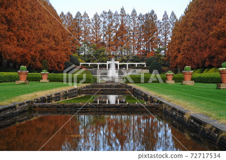 December Sagamihara 53 Metasequoia Namiki-lined autumn leaves, Kanagawa Prefectural Sagamihara Park December Sagamihara 53 Metasequoia Namiki-lined autumn leaves, Kanagawa Prefectural Sagamihara Park 72717534