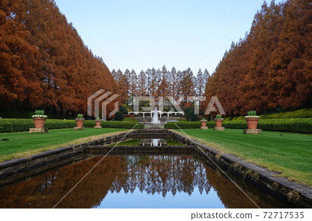 神奈川縣相模原公園12月相模原52棵紅葉樹排成排的秋葉 神奈川縣相模原公園12月相模原52棵紅葉樹排成排的秋葉 72717535