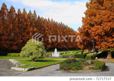 神奈川縣相模原公園12月相模原50棵紅葉樹排成排的秋葉 神奈川縣相模原公園12月相模原50棵紅葉樹排成排的秋葉 72717537