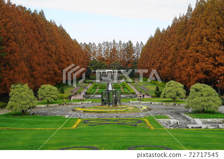 神奈川縣相模原公園12月相模原42棵秋天的落葉 神奈川縣相模原公園12月相模原42棵秋天的落葉 72717545
