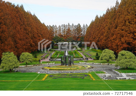 相模原12月41神奈川縣相模原公園紅杉樹的秋天的葉子 相模原12月41神奈川縣相模原公園紅杉樹的秋天的葉子 72717546