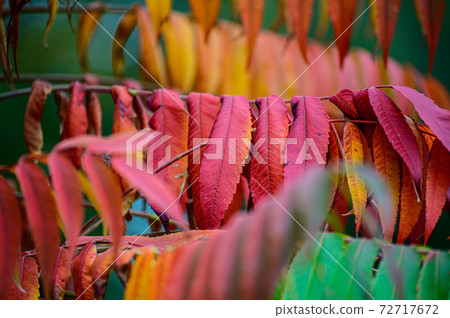 Colorful autumn leaves on Rhus trees in the park. Sumach in the fall. Colorful autumn leaves on Rhus trees in the park. Sumach in the fall. 72717672