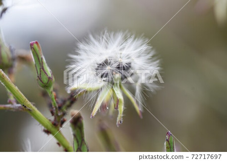 Fluff and seeds of Akinonogeshi 72717697