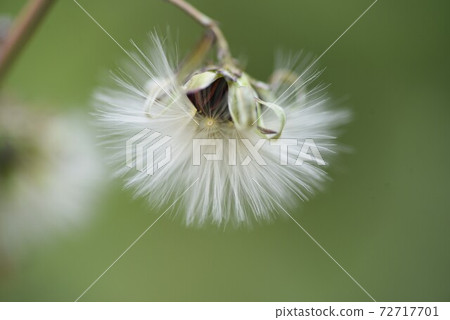 Fluff and seeds of Akinonogeshi 72717701