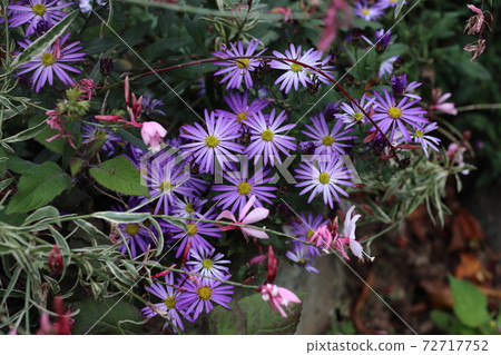 藍花艾草和蝴蝶針花 72717752