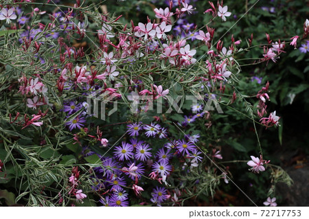 藍花艾草和蝴蝶針花 藍花艾草和蝴蝶針花 72717753