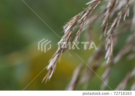 耀西(蘆市/蘆葦) 耀西(蘆市/蘆葦) 72718163