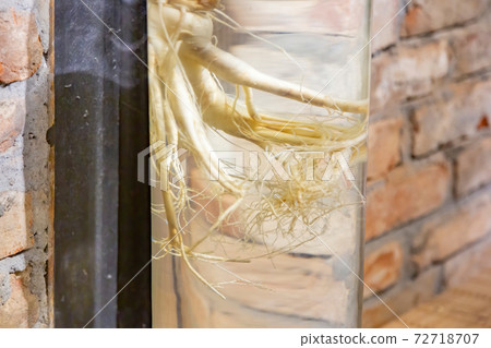 Ginseng root as part of home decor Ginseng root as part of home decor 72718707