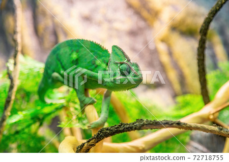 Bright Yemeni chameleon in green color 72718755