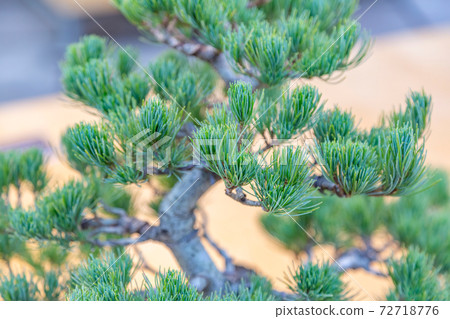 Bonsai. Japanese art of growing trees Bonsai. Japanese art of growing trees 72718776