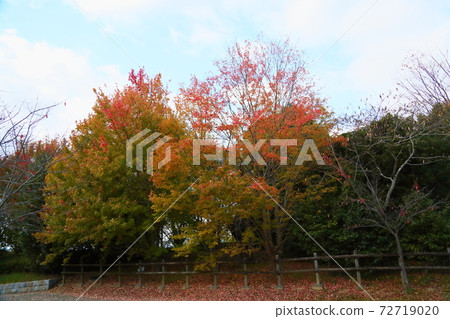 Autumn Park Autumn Leaves Acer buergerian 72719020