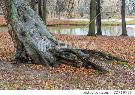 Tree root and dry fallen leaves Tree root and dry fallen leaves 72719736