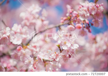 河津櫻花在早春 河津櫻花在早春 72720007