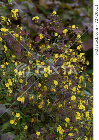 Youngia denticulata (Yakushi grass) flower 72720011