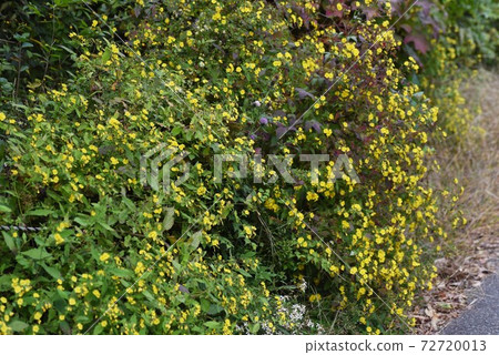 Youngia denticulata (Yakushi grass) flower Youngia denticulata (Yakushi grass) flower 72720013