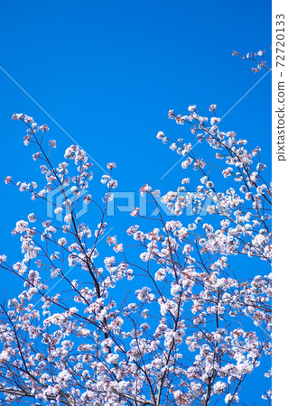 山櫻花盛開,映襯在藍天下 山櫻花盛開,映襯在藍天下 72720133