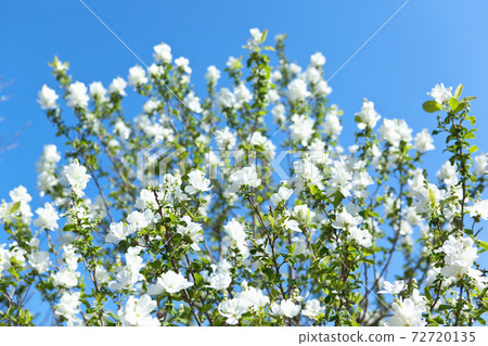 Blue sky and Rikyu plum in full bloom Blue sky and Rikyu plum in full bloom 72720135
