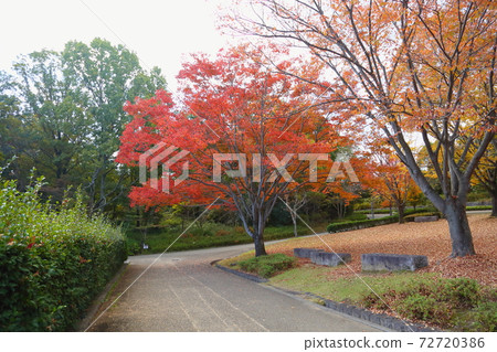 Autumn park bright zelkova autumn leaves 72720386