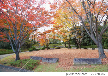 Autumn park bright zelkova leaves 72720387