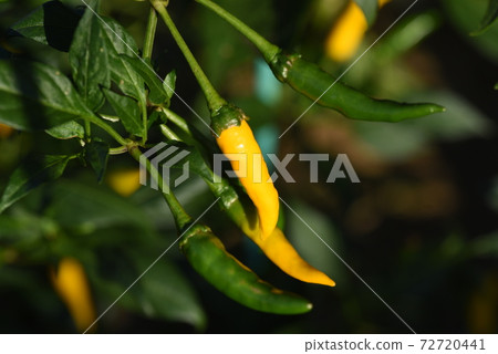 黃椒栽培 72720441