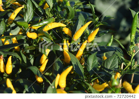 黃椒栽培 72720442