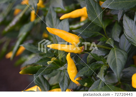 黃椒栽培 72720443