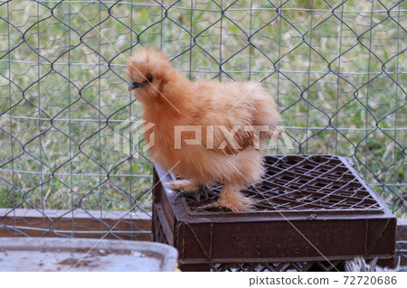 Backyard chicken Bantam Silkie Hen Golden brown and Black Backyard chicken Bantam Silkie Hen Golden brown and Black 72720686