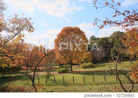 Autumn park yellow zelkova tree Autumn park yellow zelkova tree 72720981