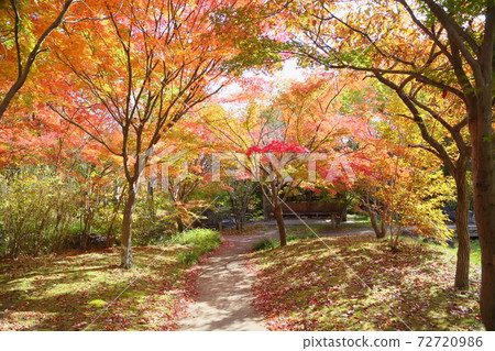 Autumn park, a beautiful Japanese maple walkway 72720986
