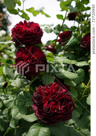 盛開的紅玫瑰Astrit Gray Finn von Heidenberg 72720990