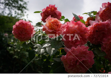 Rose in full bloom Augusta Luise Rose in full bloom Augusta Luise 72721014