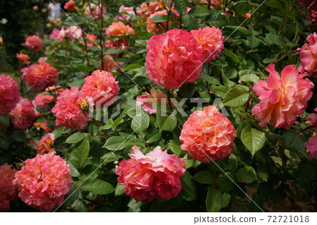 Rose in full bloom Augusta Luise 72721018