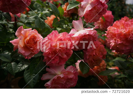 Rose in full bloom Augusta Luise 72721020