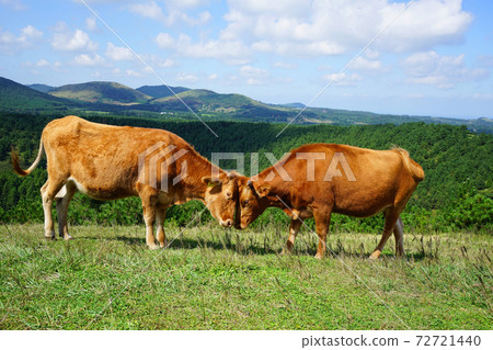 grazing grazing 72721440