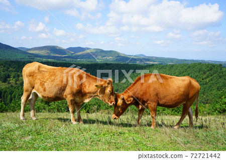 grazing grazing 72721442