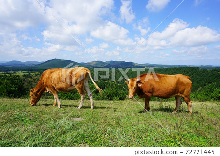 grazing 72721445