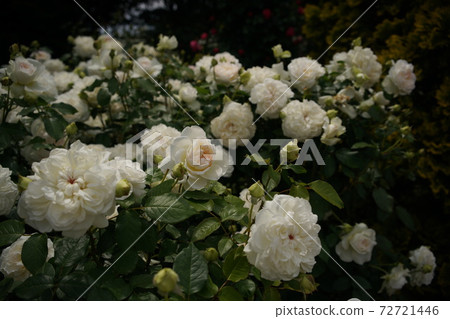 White rose bolero in full bloom White rose bolero in full bloom 72721446