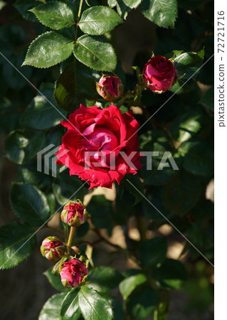 Red rose in full bloom Candy red Red rose in full bloom Candy red 72721716