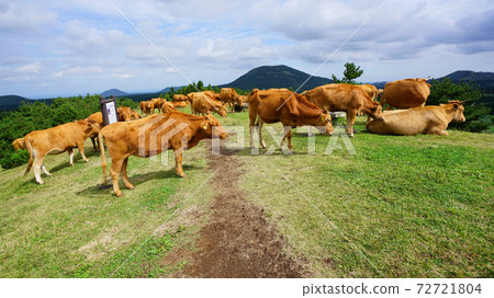 Cattle grazing Cattle grazing 72721804
