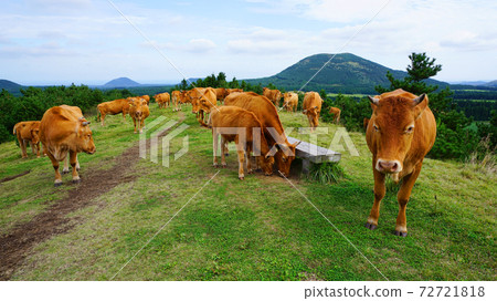Cattle grazing Cattle grazing 72721818