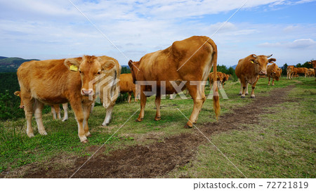 Cattle grazing Cattle grazing 72721819