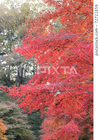 本源寺（楓葉寺）的秋葉 72721859