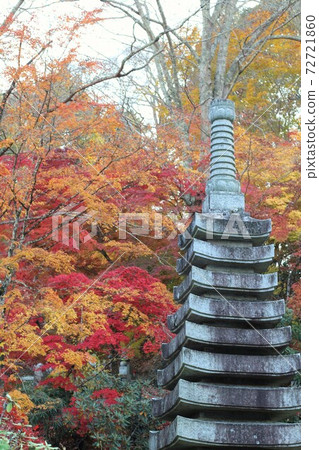 本源寺（楓葉寺）的秋葉 72721860